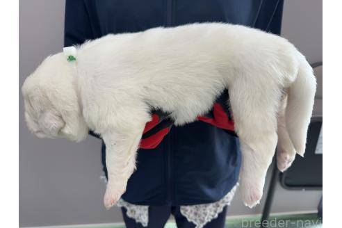 販売中の千葉県のグレートピレニーズ-394919の6枚目